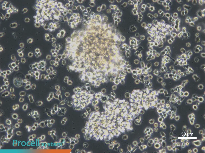 HCC38 BL - 4