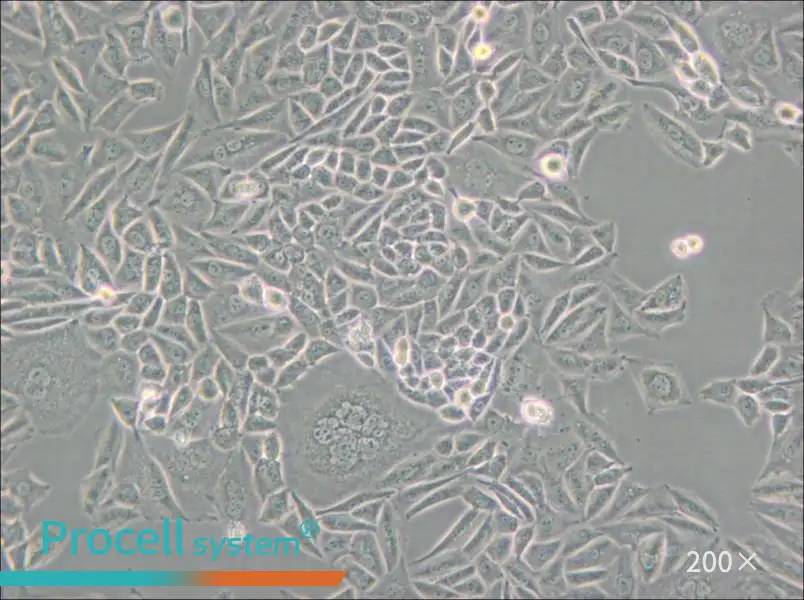 CTLA4 Ig-24 Cell Complete Medium - small - 4