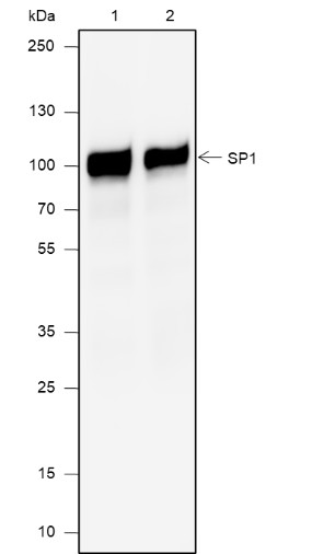 Recombinant SP1 Monoclonal Antibody-searchlist-1