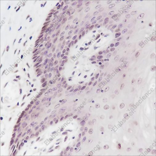 Recombinant Cyclin D3 Monoclonal Antibody - 2