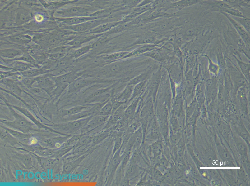Rat Endosteal Mesenchymal Stem Cell Complete Medium - 5