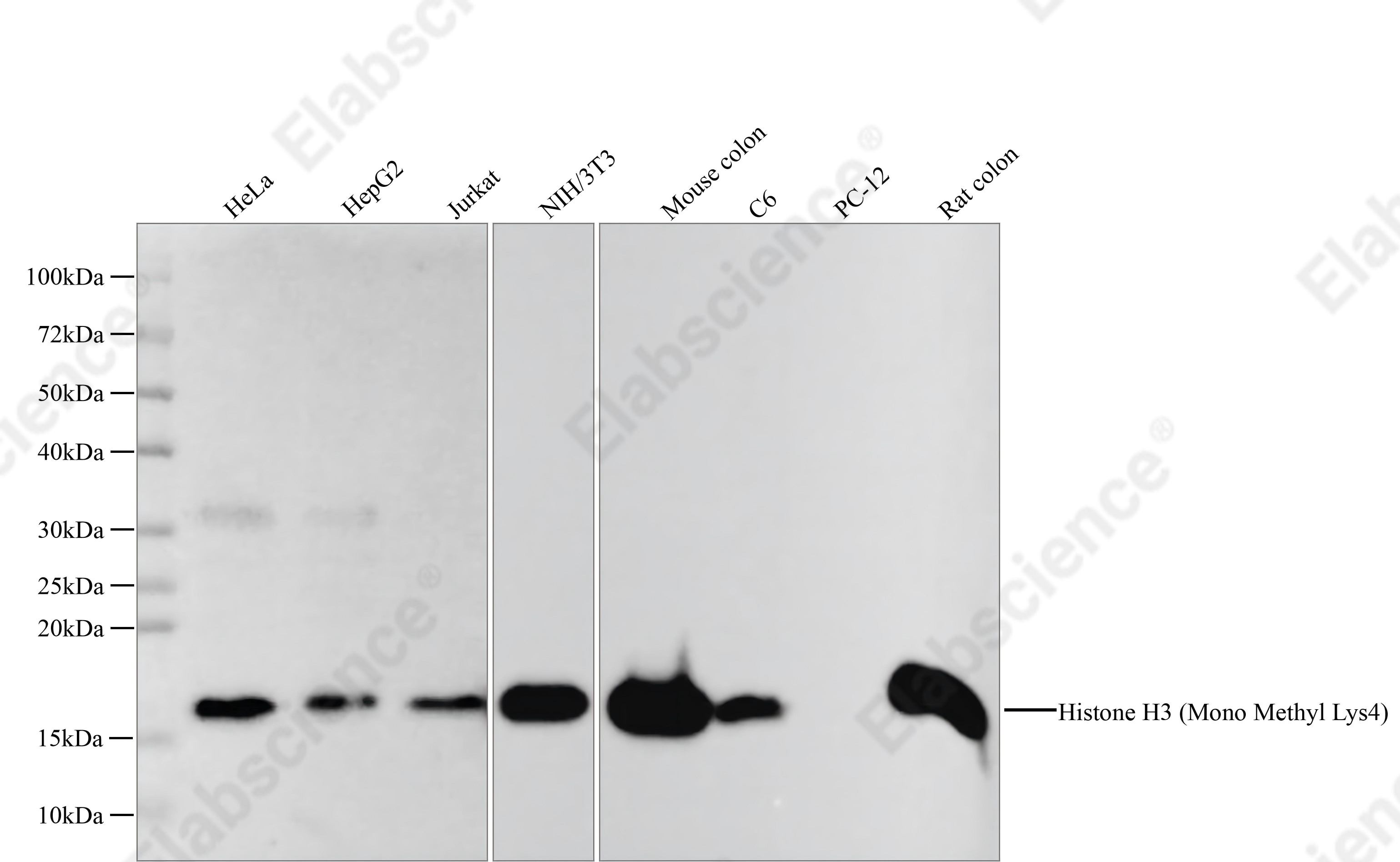 Recombinant Histone H3 (Mono Methyl Lys4) Monoclonal Antibody - 1