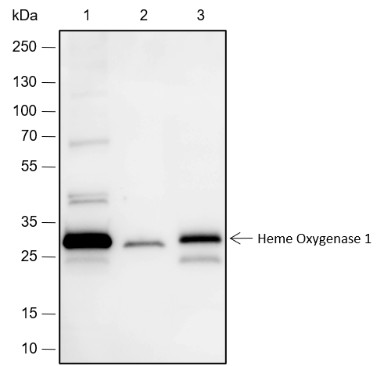 Recombinant Heme Oxygenase 1 Monoclonal Antibody - small - 2