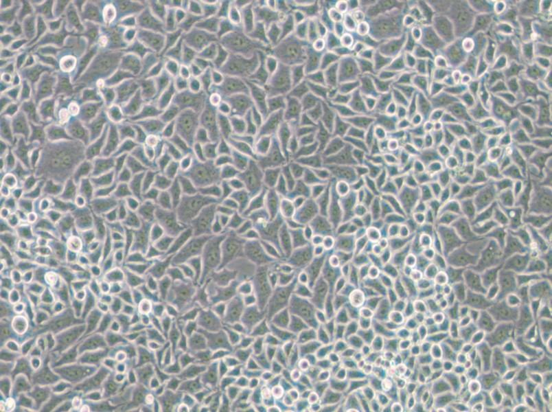 RKO-E6 Cell Complete Medium - small - 4