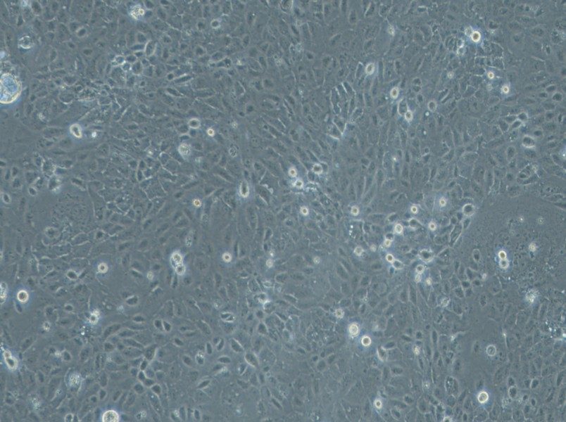 HuCC-T1 Cell Complete Medium - 3