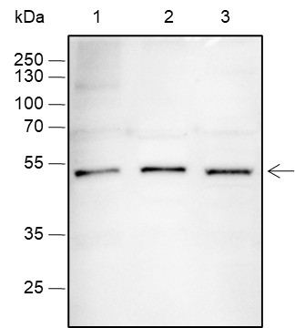 Recombinant SOX1 Monoclonal Antibody-searchlist-1
