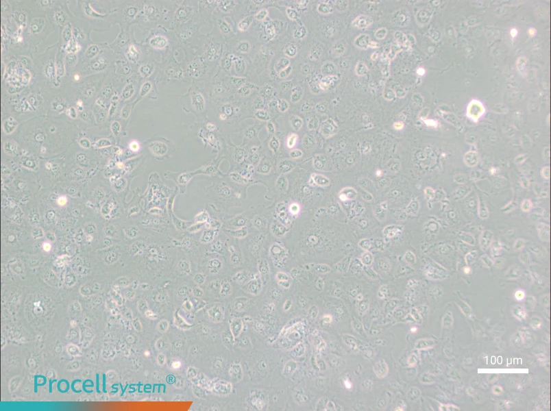 MARC-145 [Marc145] Cell Complete Medium - 1