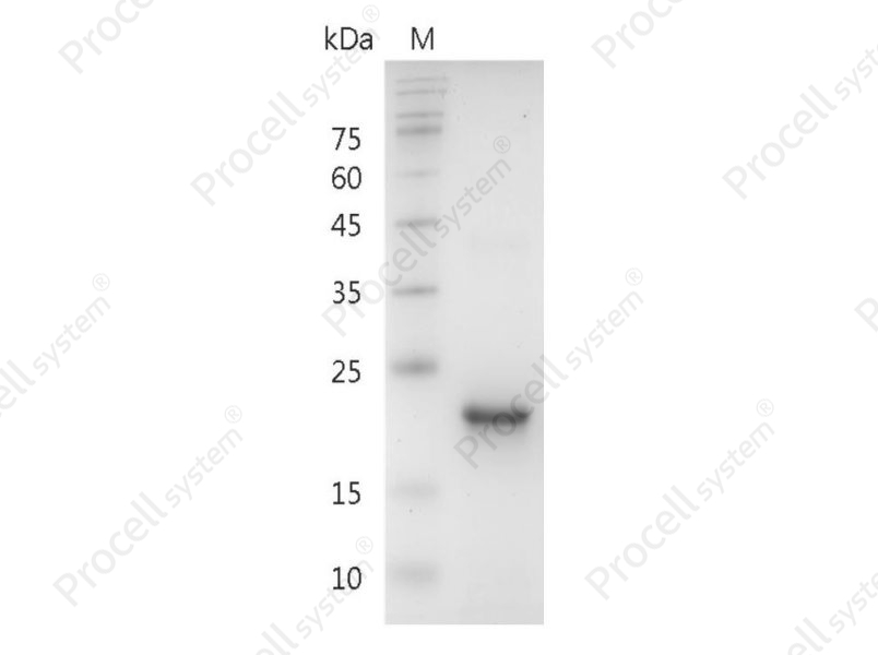 TPO/MGDF/THPO, Human, Recombinant