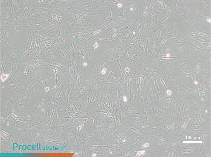 3T3-Swiss albino Cell Complete Medium - 1