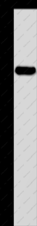 MAVS Polyclonal Antibody - 1