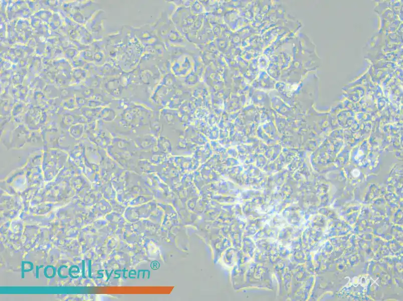 MUG-Chor1 Cell Complete Medium - small - 5