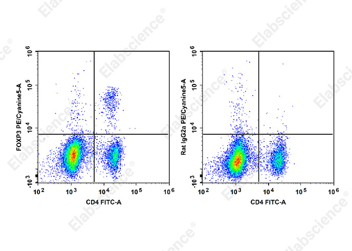PE/Cyanine5 Anti-Mouse/Rat Foxp3 Antibody[FJK-16s]-1