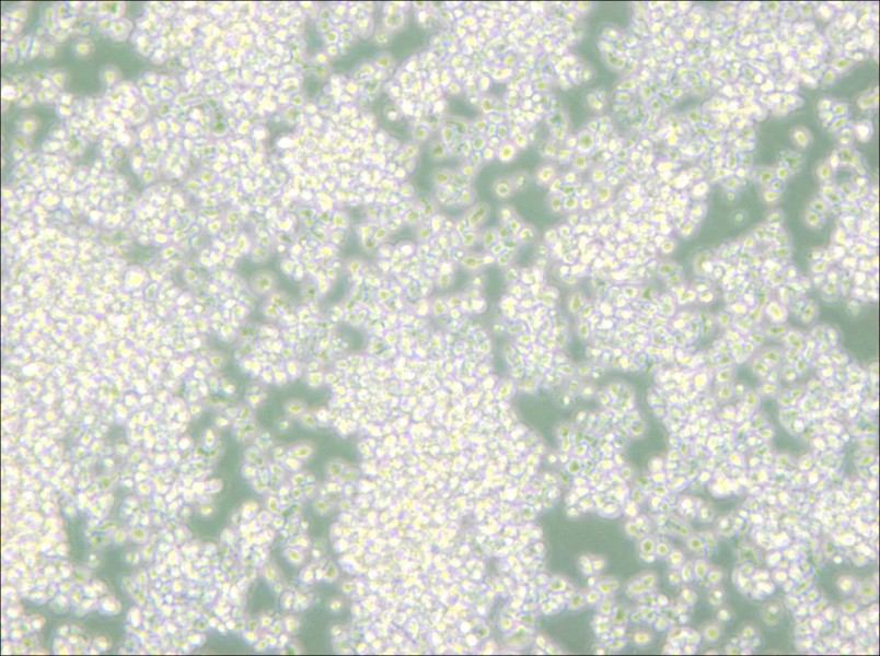 EL-4-B5 Cell Complete Medium - 4