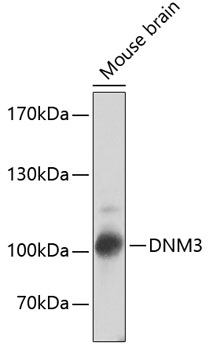 Western blot analysis of extracts of Mouse brain using DNM3 Polyclonal Antibody at dilution of 1:2000.