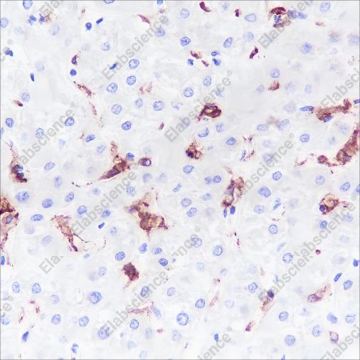 Recombinant CD169 Monoclonal Antibody - 2