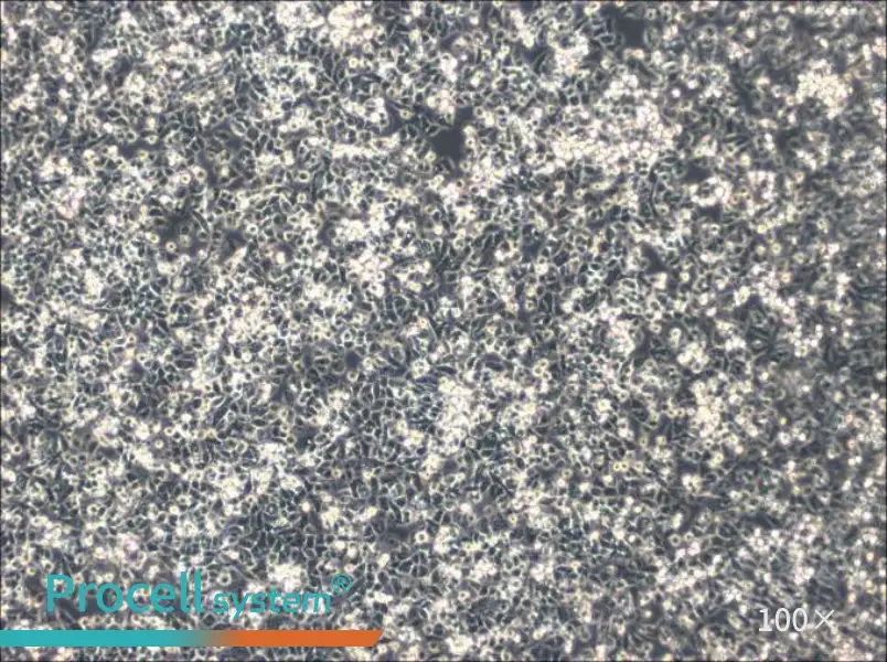 IHH-4 Cell Complete Medium - 1