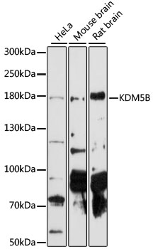 Western blot analysis of extracts of various cell lines using KDM5B Polyclonal Antibody at 1:1000 dilution.