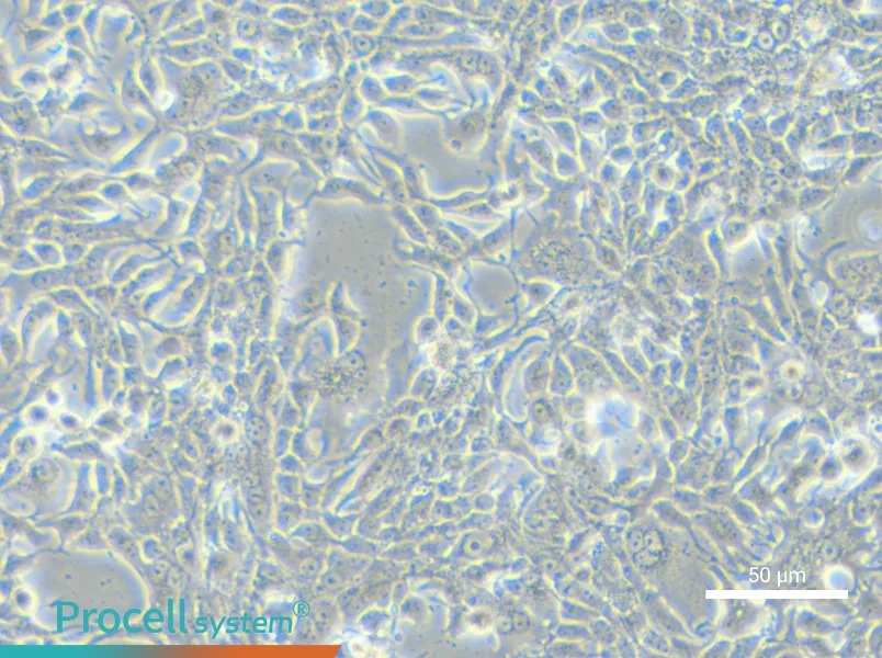 MFM-223 Cell Complete MediumMFM-223 Cell Complete Medium - 6