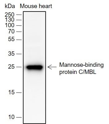 Recombinant MBL2 Monoclonal Antibody-searchlist-1