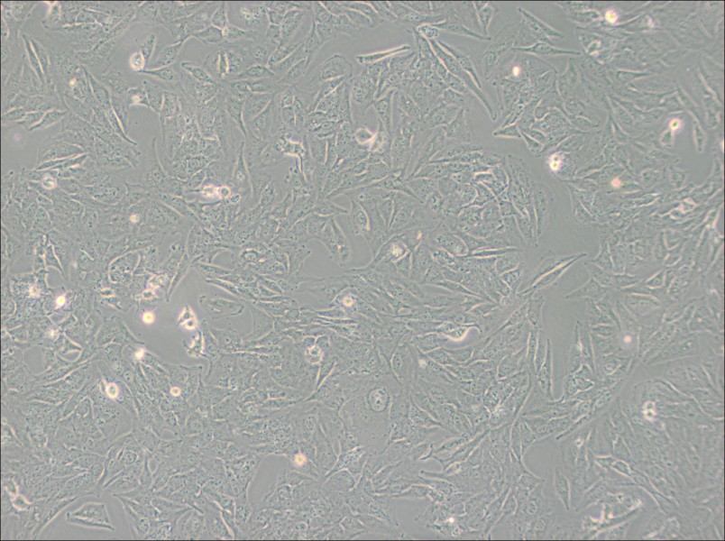 TCCSUP Cell Complete Medium - 3