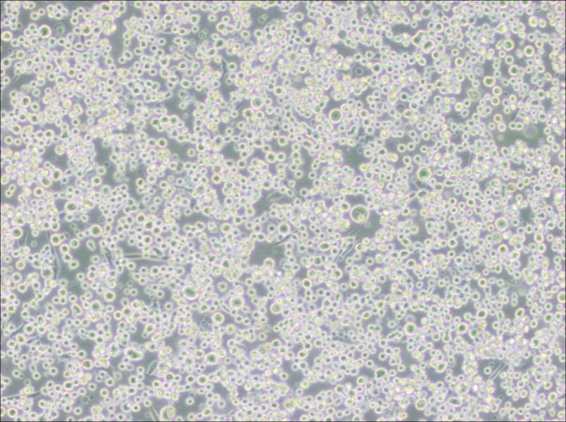 MEG-01 Cell Complete Medium-searchlist-1