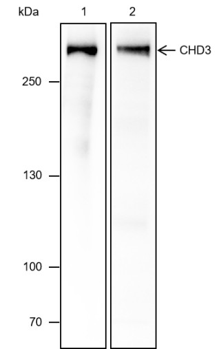 Recombinant CHD3 Monoclonal Antibody - small - 1