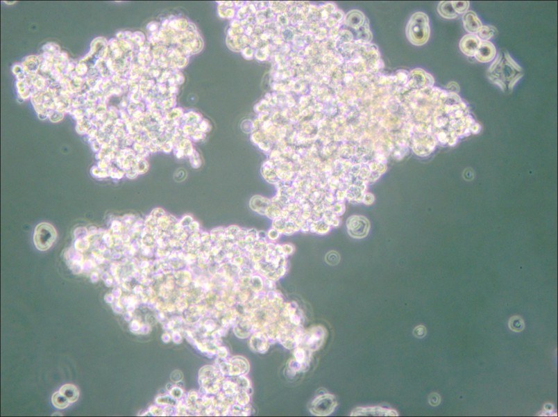 PC-12 (Undifferentiated) Cell Complete Medium - 6