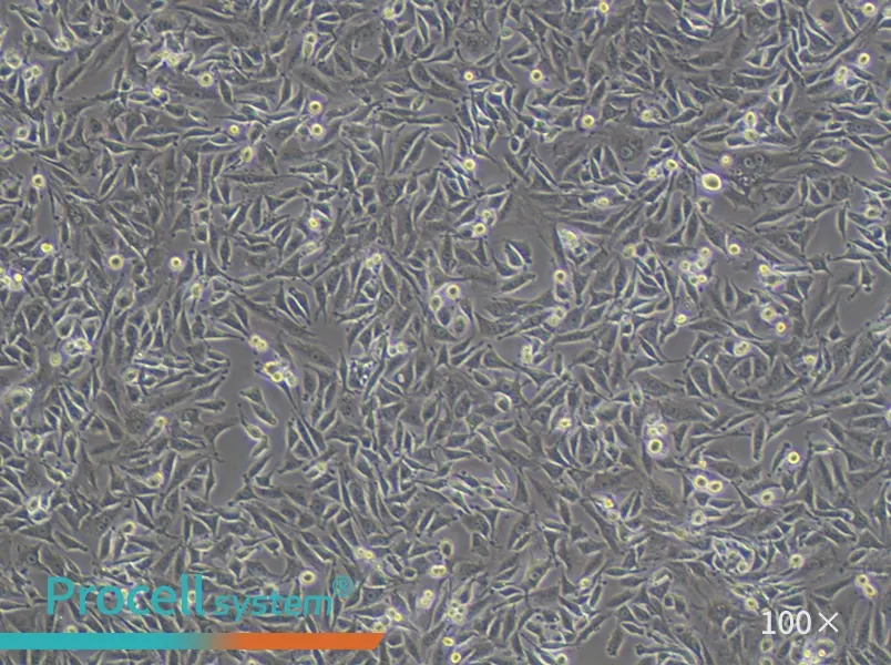 L6 Cell Complete MediumL6 Cell Complete Medium - 3