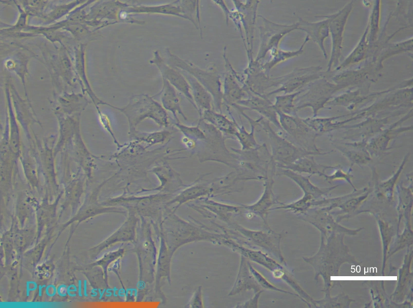 Rat Brain Microvascular Pericyte Complete Medium - 5
