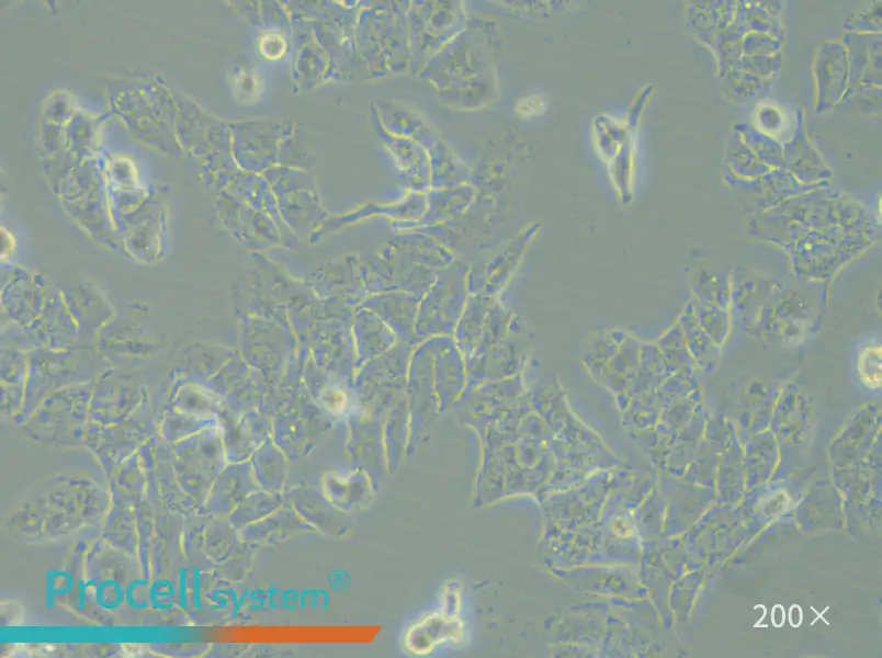 HCCLM3 Cell Complete Medium - small - 5