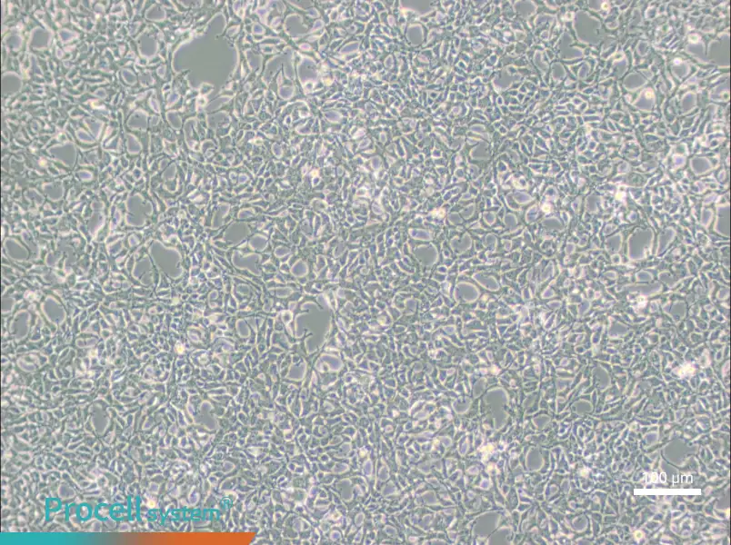 293 [HEK-293] Cell Complete Medium - 3