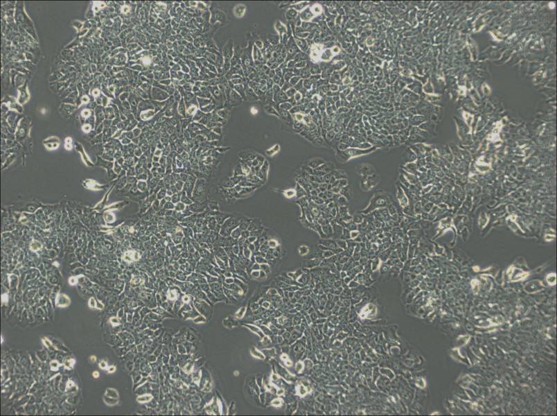 JIMT-1 Cell Complete MediumJIMT-1 Cell Complete Medium - 3