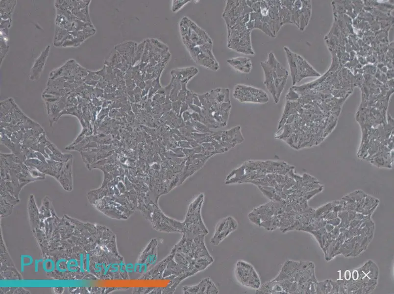 Li-7 Cell Complete MediumLi-7 Cell Complete Medium - 2