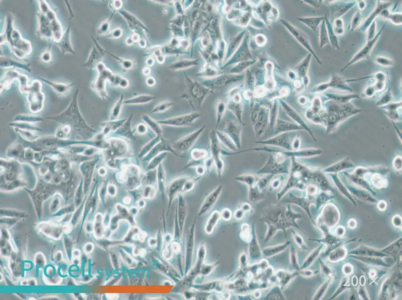 NCI-H1993 Cell Complete Medium - 4