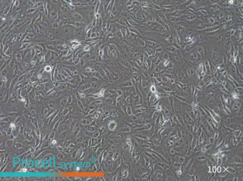 SW1710 (DMEM) Cell Complete Medium - 2
