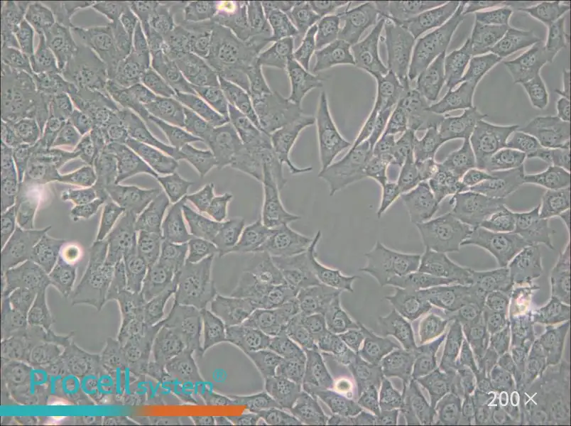 C127 [C-127] Cell Complete Medium - small - 5