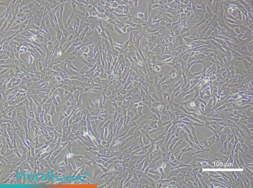 Rat Vascular Adventitial Fibroblast Complete Medium - 2