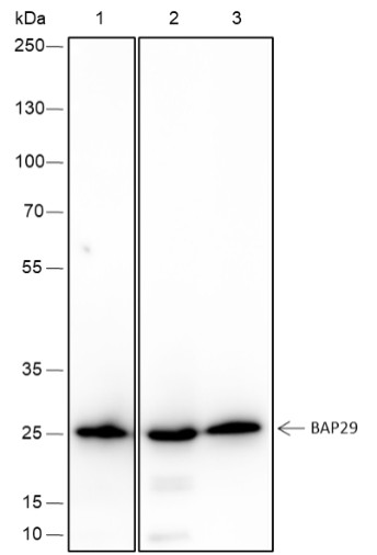 Recombinant BAP29 Monoclonal Antibody-searchlist-1