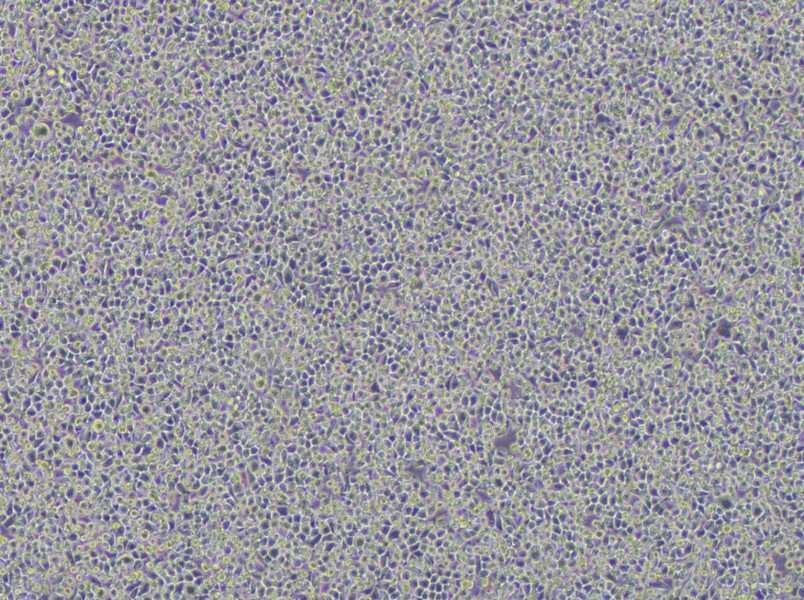 WEHI-3 Cell Complete Medium-searchlist-1