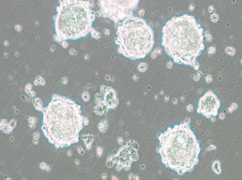 SK-ES-1 Cell Complete Medium - small - 6