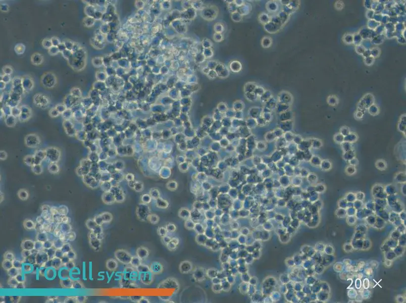 GH3 Cell Complete Medium - small - 4