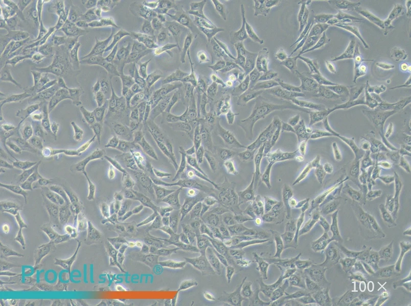 SW 1353 (L15) Cell Complete MediumSW 1353 (L15) Cell Complete Medium - 3