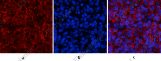 Recombinant Phospho-STAT1 (Tyr701) Monoclonal Antibody - 2