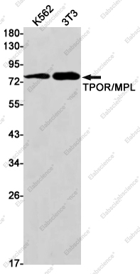 Recombinant Thrombopoietin Receptor Monoclonal Antibody - 1