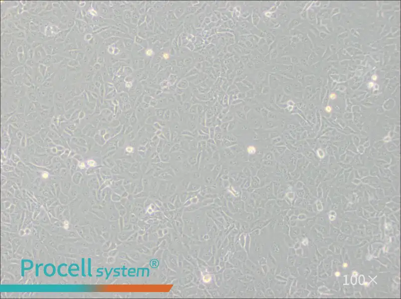 Mahlavu Cell Complete Medium - 3