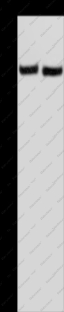 IPO4 Polyclonal Antibody - 1