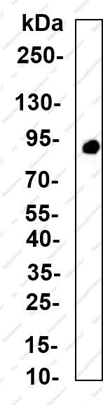 Recombinant VCP Monoclonal Antibody - 1