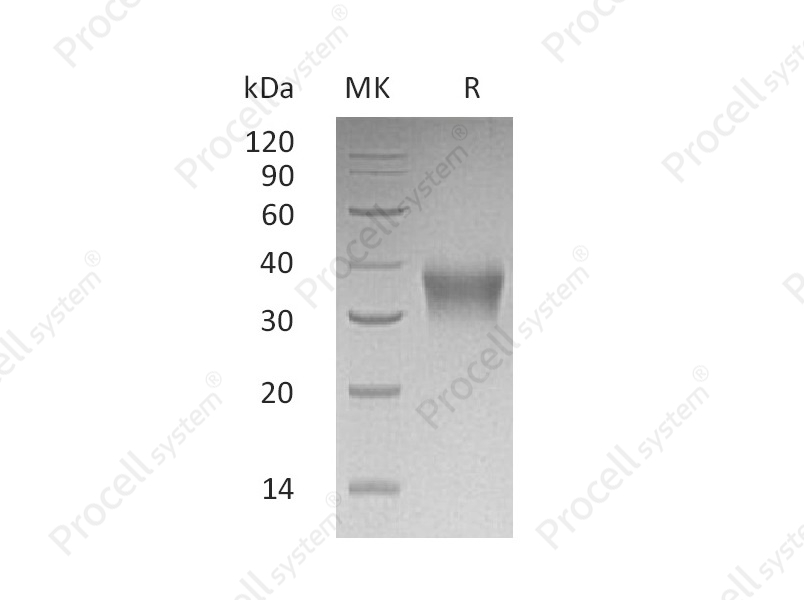EPO/Epoetin (C-6His), Human, Recombinant