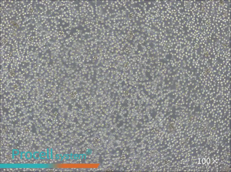 Ba/F3 Cell Complete MediumBa/F3 Cell Complete Medium - 3