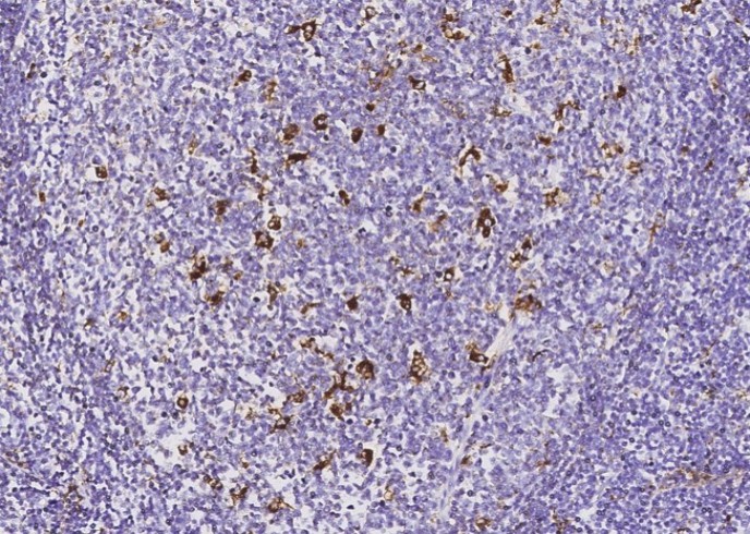 Recombinant IFI30 Monoclonal Antibody - small - 2